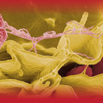 Nguồn lây và triệu chứng khi nhiễm vi khuẩn Salmonella